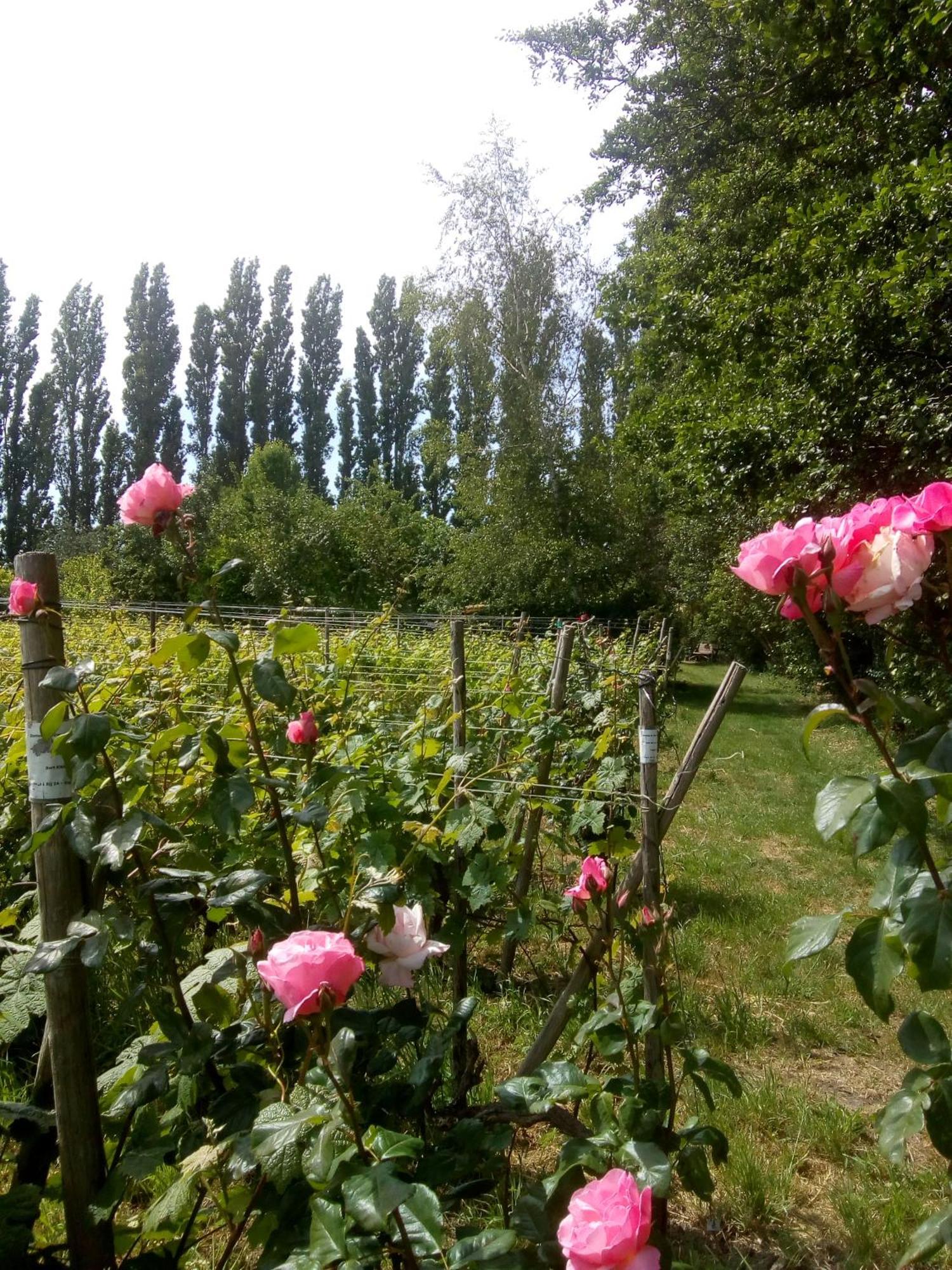 Wijndomein De Vier Ambachten -Overnachten In De Wijngaard Simonshaven Екстер'єр фото