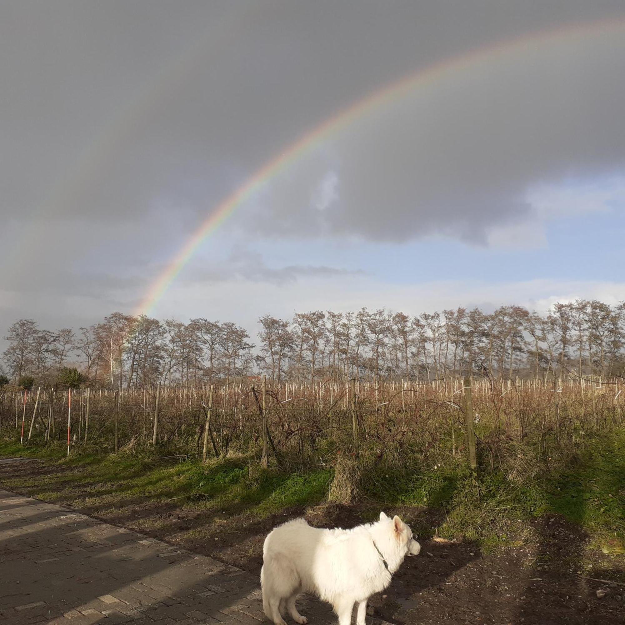 Wijndomein De Vier Ambachten -Overnachten In De Wijngaard Simonshaven Екстер'єр фото